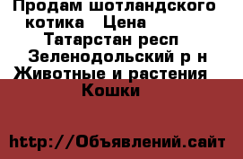 Продам шотландского  котика › Цена ­ 3 000 - Татарстан респ., Зеленодольский р-н Животные и растения » Кошки   